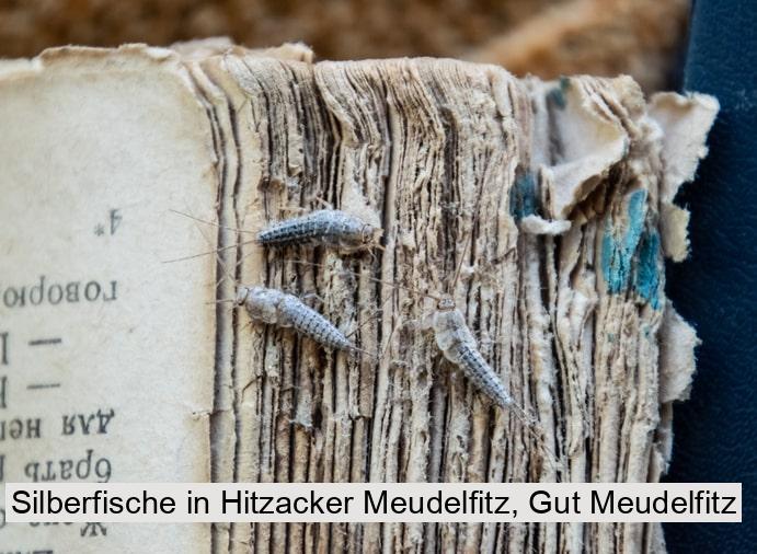 Silberfische in Hitzacker Meudelfitz, Gut Meudelfitz